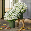 Artificial Mums for Outdoors, Faux Sunset Mum Flowers Planters for Indoor Outside Decor, Fake Look Real, Vibrant, UV Resistant, Waterproof, Windproof (White, 10 Bundle)
