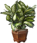 Nearly Natural 22IN Artificial Triple Golden Dieffenbachia Plant with Decorative Wood Planter, Faux Plant for Indoor Home Décor